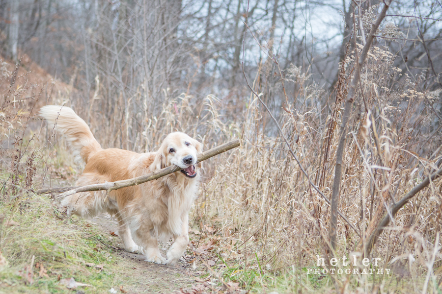 grand rapids family photography near grand river with golden retrievers 0006