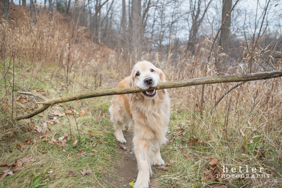grand rapids family photography near grand river with golden retrievers 0008