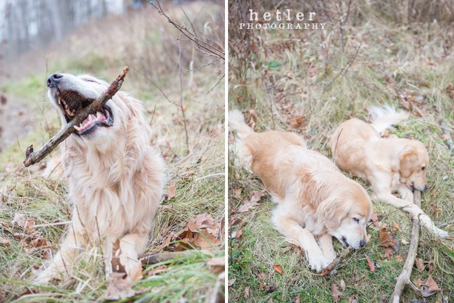 grand rapids family photography near grand river with golden retrievers 0009