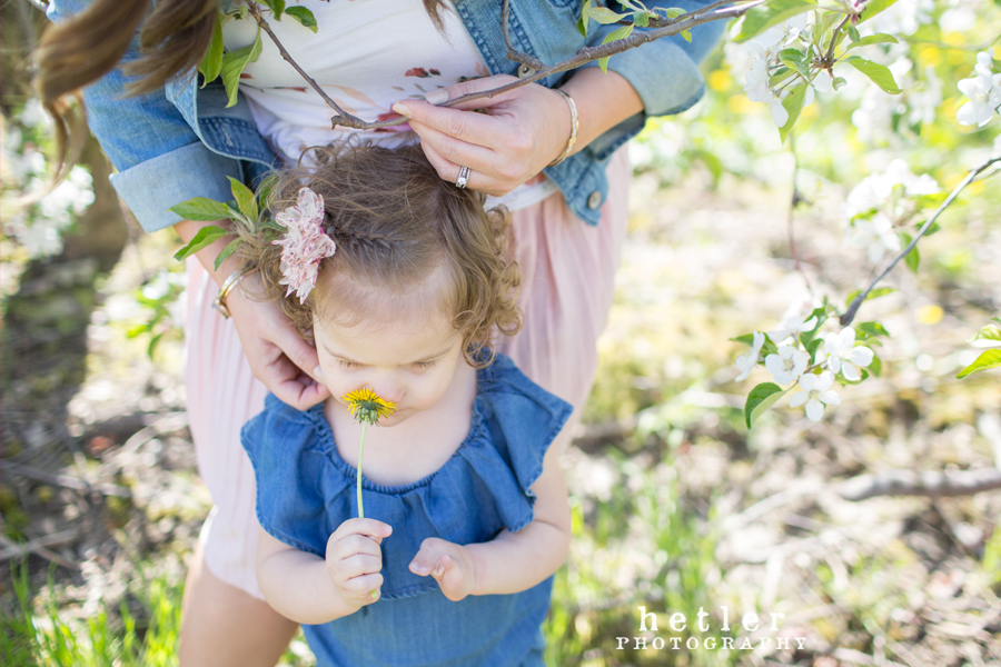 grand rapids family photography in the spring apple orchard 0009
