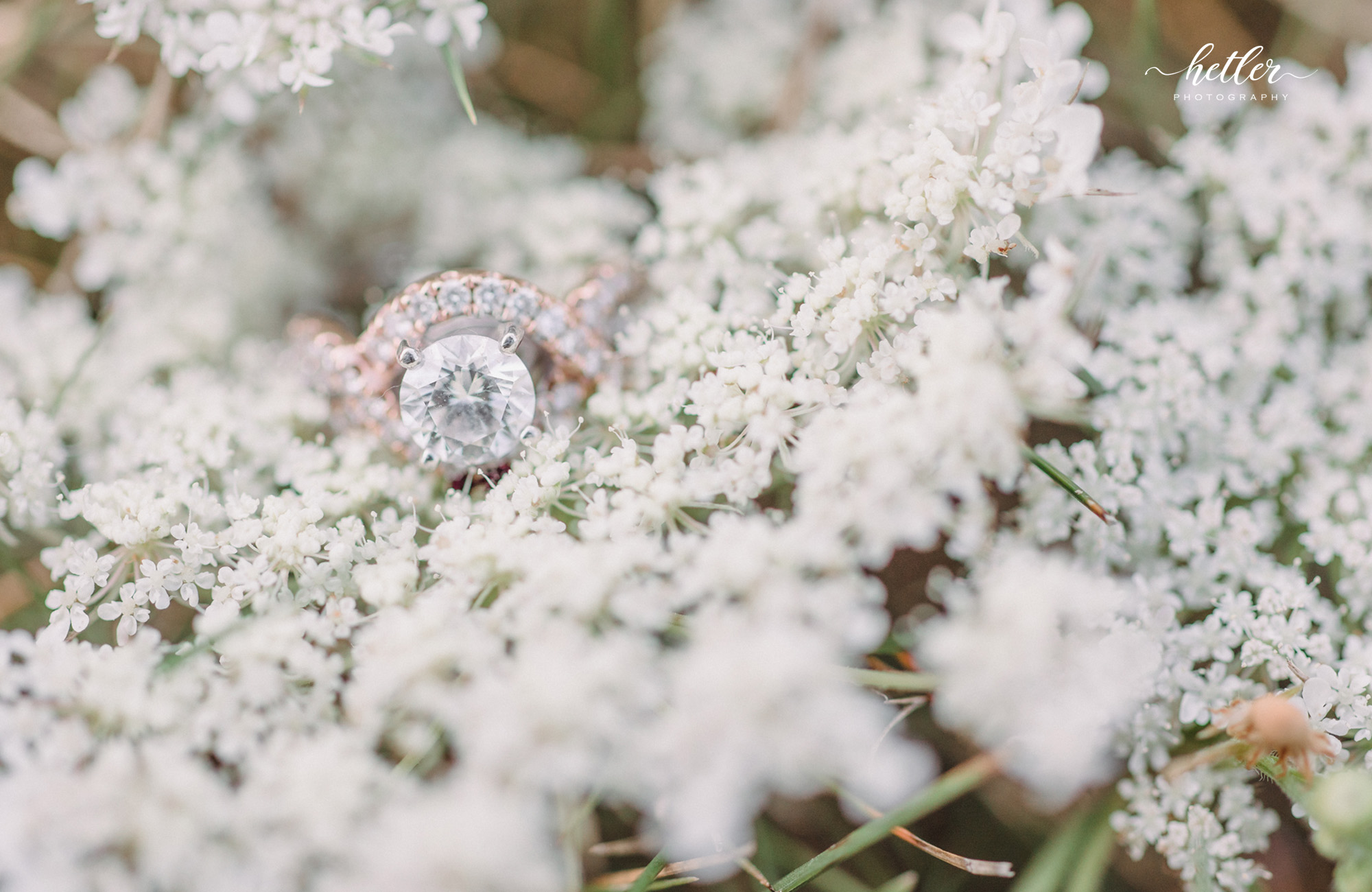 Fremont Michigan wildflower engagement pics