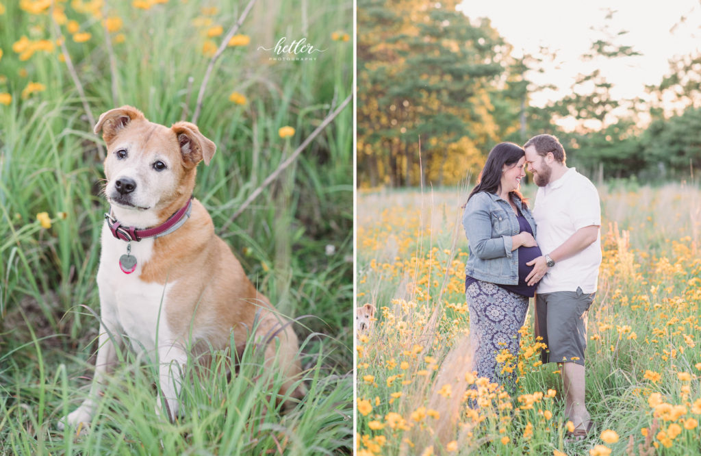 Fremont Michigan maternity photos in a field of wildflowers