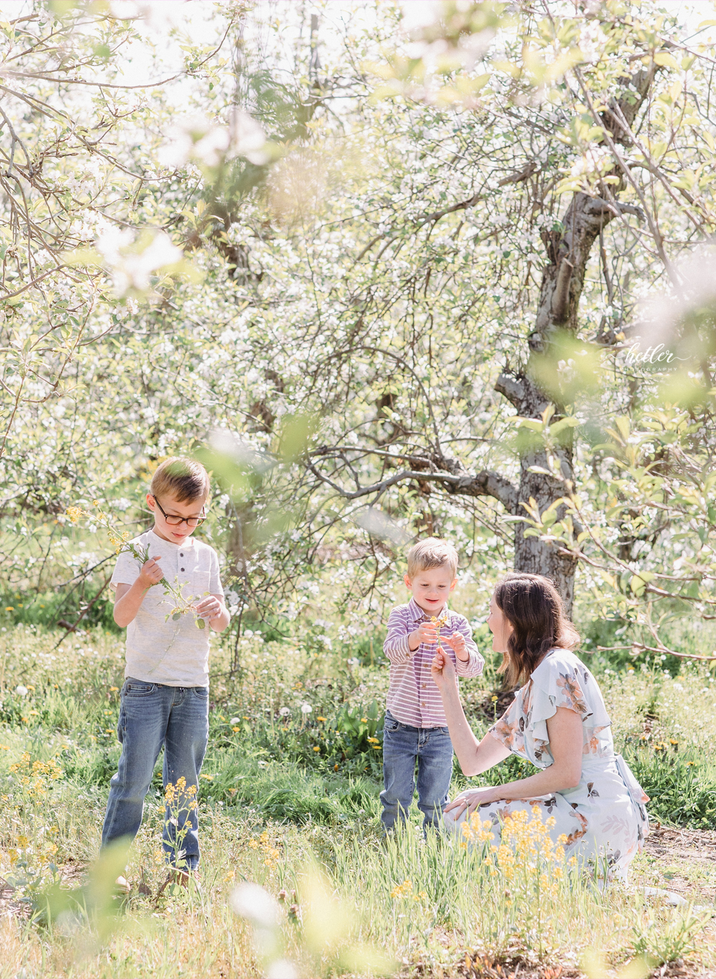 Spring family photo session at the apple orchard full of blossoms in Sparta Michigan 