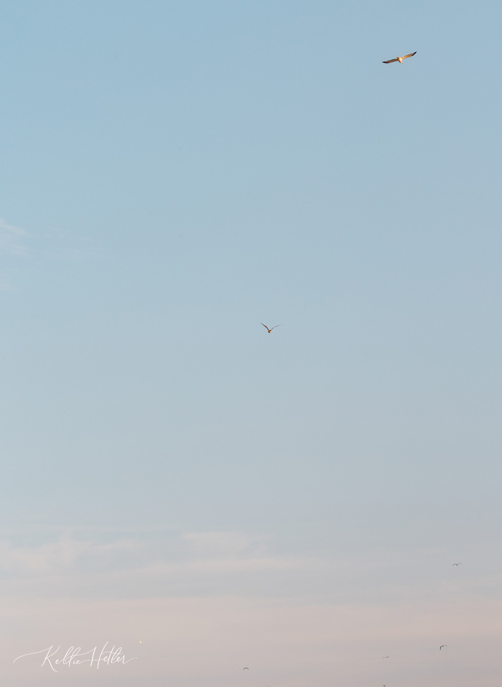 seagulls at lake michigan